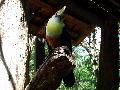 gal/holiday/Brazil 2005 - Foz do Iguacu Birds Sanctuary/_thb_Bird_Sanctuary_Iguacu_DSC07179.jpg